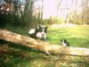 Border Collie Foto: Action!!! (ID 16584) Border Collie Hund