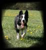 Border Collie Foto: Laika...12 Mon. alt (ID 38334) Border Collie Hund