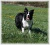 Border Collie Foto: Jinda (ID 38327) Border Collie Hund