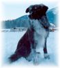 Border Collie Foto: Mein Winterurlaub in Kärnten (ID 9860) Border Collie Hund