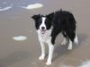 Border Collie Foto: Amy (11 Monate alt) (ID 17611) Border Collie Hund