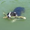 Border Collie Foto: Wasserratte Sancho (ID 31328) Border Collie Hund
