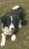Border Collie Foto: Birger (ID 28454) Border Collie Hund