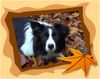 Border Collie Foto: Jinda (ID 38329) Border Collie Hund