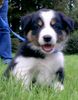 Border Collie Foto: Bin ich nicht ein Süßer? (ID 15230) Border Collie Hund