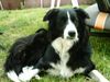 Border Collie Foto: Ich bin Ponti, 3 Jahre alt (ID 14701) Border Collie Hund