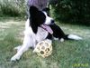 Border Collie Foto: Spielfieber (ID 30954) Border Collie Hund
