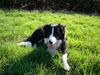 Border Collie Foto: Mach Pause (ID 21363) Border Collie Hund
