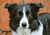 Border Collie Foto: hi wollt nur schöne bordergrüße senden (ID 30756) Border Collie Hund