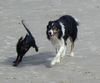 Border Collie Foto: Der Border und sein Freund (Cavalier King Charles Spaniel) (ID 2637) Border Collie Hund