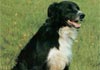 Border Collie Foto (ID 105) Border Collie Hund