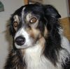 Border Collie Foto: Das ist Max unser Border-Collie - 7 Jahre (ID 1503) Border Collie Hund