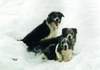 Border Collie Foto: Border im Schnee (ID 931) Border Collie Hund