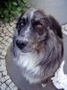 Border Collie Foto: Das ist mein Bruno. (ID 34547) Border Collie Hund