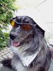 Border Collie Foto: Bruno im Garten (ID 35291) Border Collie Hund