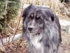 Border Collie Foto: Bruno im Garten (ID 35289) Border Collie Hund