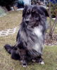 Border Collie Foto: Bruno im Garten (ID 35292) Border Collie Hund