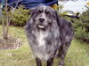 Border Collie Foto: Bruno im Garten (ID 35290) Border Collie Hund