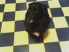 Border Collie Foto: Buffy - ganz keck (ID 37343) Border Collie Hund