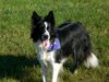 Border Collie Foto (ID 34549) Border Collie Hund