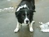 Border Collie Foto: Hemp vom Waldecker Land 14 Jahre (ID 20352) Border Collie Hund
