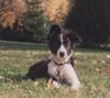 Border Collie Foto: Chiara vom Hause Taschner (ID 38872) Border Collie Hund