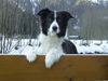 Border Collie Foto: Guckst Du (ID 38871) Border Collie Hund