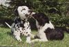 Border Collie Foto: Chiara vom Hause Taschner (ID 38873) Border Collie Hund