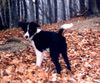 Border Collie Foto: CHIARA 5 Mon. (ID 3116) Border Collie Hund