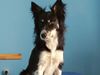 Border Collie Foto: Luna (ID 3598) Border Collie Hund