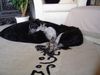 Border Collie Foto: Das Kuschelmonster (ID 22761) Border Collie Hund