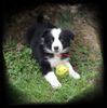 Border Collie Foto: Laika...8 Wochen alt (ID 38336) Border Collie Hund