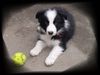 Border Collie Foto: Laika...8 Wochen alt (ID 38337) Border Collie Hund