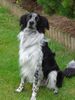 Border Collie Foto: Odin (ID 23315) Border Collie Hund