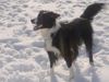 Border Collie Foto: akira im schnee (ID 20035) Border Collie Hund