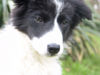 Border Collie Foto: emma (ID 30834) Border Collie Hund