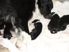 Border Collie Foto: unser Nachwuchs (ID 25812) Border Collie Hund