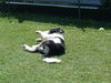 Border Collie Foto: jetzt kommt meine Rolle (ID 25996) Border Collie Hund
