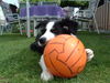 Border Collie Foto: Ich und mein Ball (ID 25509) Border Collie Hund