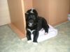 Border Collie Foto: fly mit 4 wochen (ID 10050) Border Collie Hund