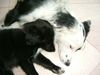 Border Collie Foto: ricco&fly (ID 11309) Border Collie Hund