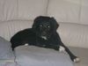 Border Collie Foto: ricco&fly (ID 11310) Border Collie Hund
