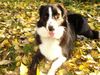Border Collie Foto: Herbstschönheit Bobby (ID 21390) Border Collie Hund