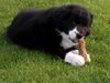 Border Collie Foto: Ich bin nicht dick! (ID 21862) Border Collie Hund