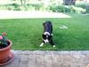 Border Collie Foto: Jetzt wirf endlich! (ID 21861) Border Collie Hund