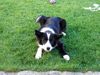 Border Collie Foto: Ich krieg ihn, ich krieg ihn (ID 22527) Border Collie Hund