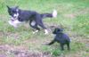Border Collie Foto: Border Colli wird gejagt (ID 15090) Border Collie Hund