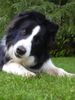 Border Collie Foto: mein kleiner Captain Chaos(Brainy 6 Mon.) (ID 16581) Border Collie Hund