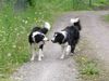 Border Collie Foto: Gioca+Filou bei einer Grundsatzdiskussion (ID 11779) Border Collie Hund