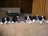 Border Collie Foto: Welpen von Sabine Papst (ID 15038) Border Collie Hund